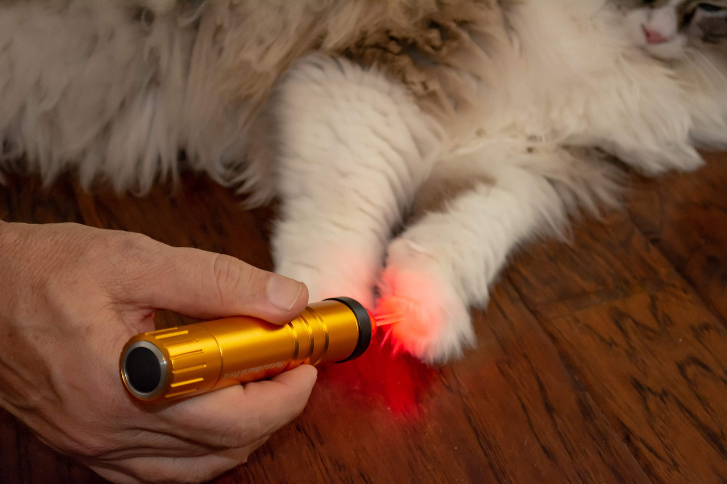 Pro Gen II Show Special