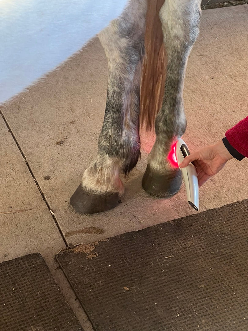 Illumi-Vet 3000 Horse Kit