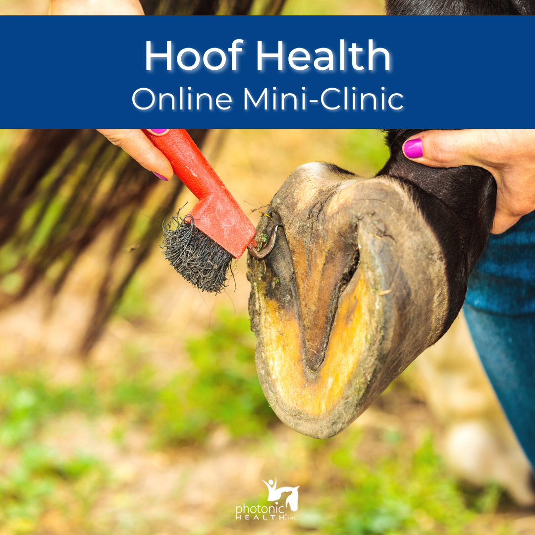 Equine Hoof Health Mini-Clinic