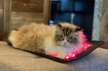 Load image into Gallery viewer, Essential Back Pad