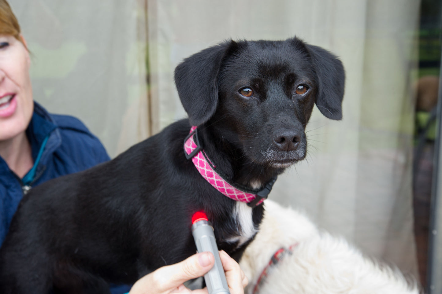 Essential Back Pad & Standard Light Ambassador Dog Kit