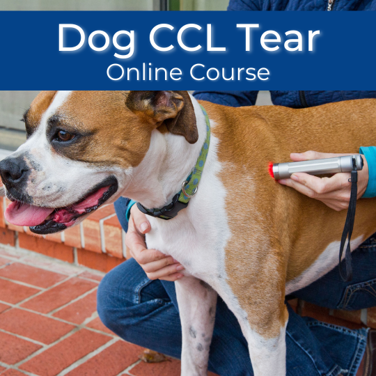 Dog CCL Tear Course