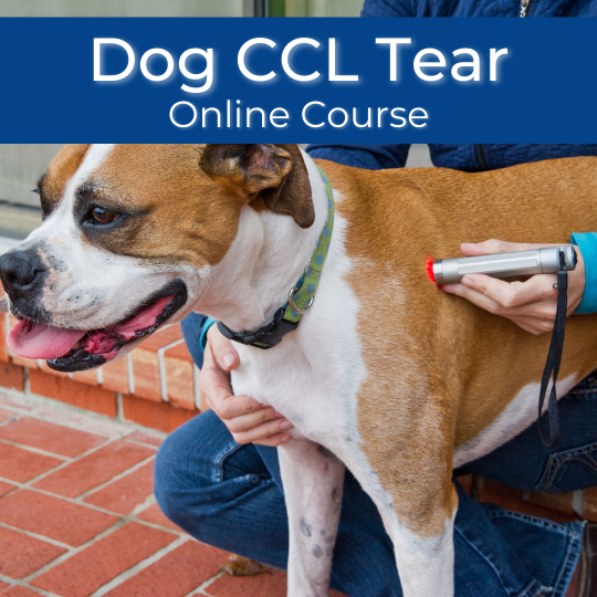 Dog CCL Tear Protocol Course