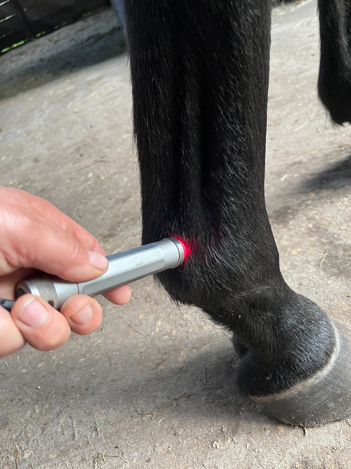 Standard Light Horse & Dog Kit