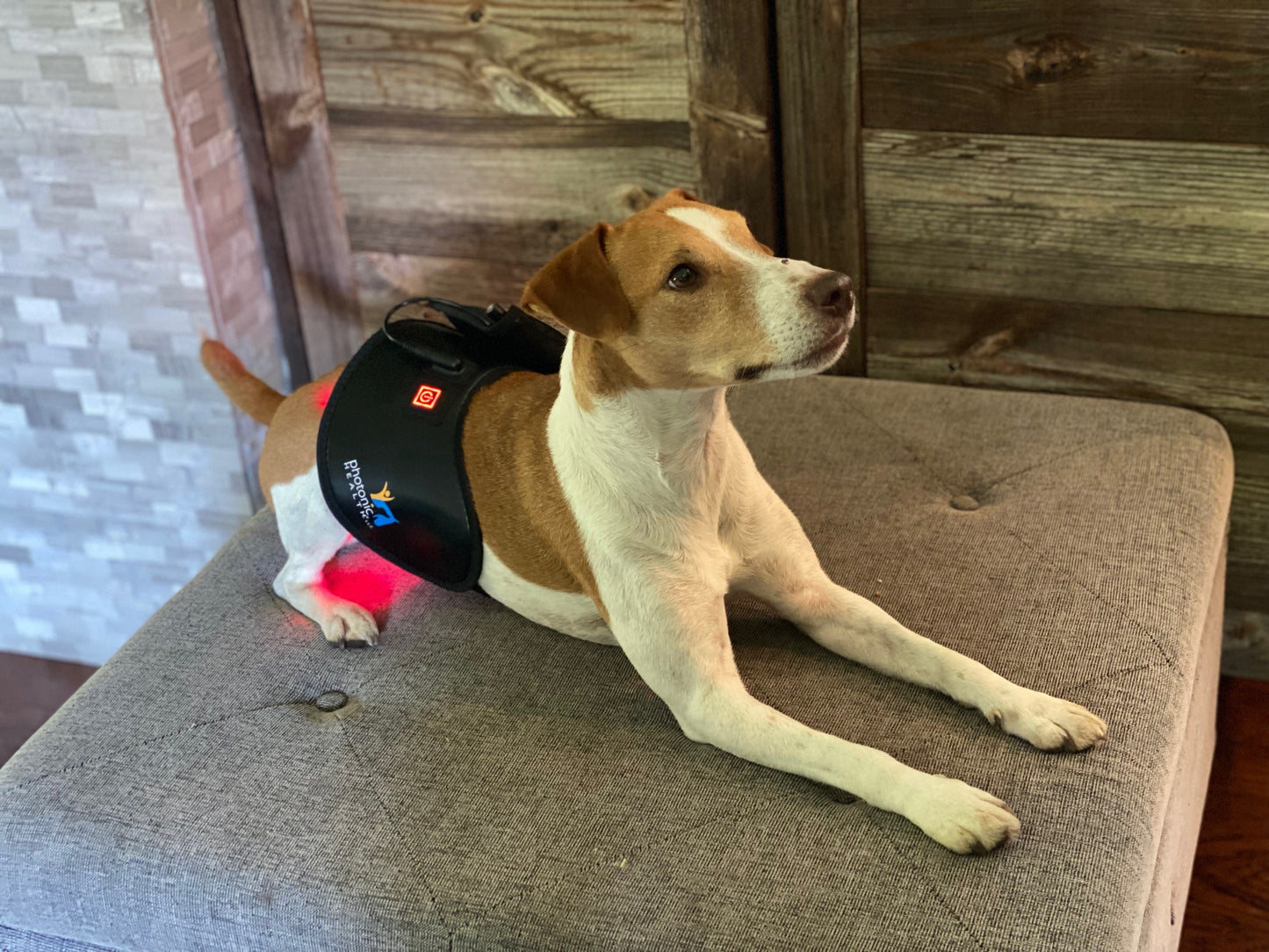 Multi Light & Dog Half-Wrap Kit