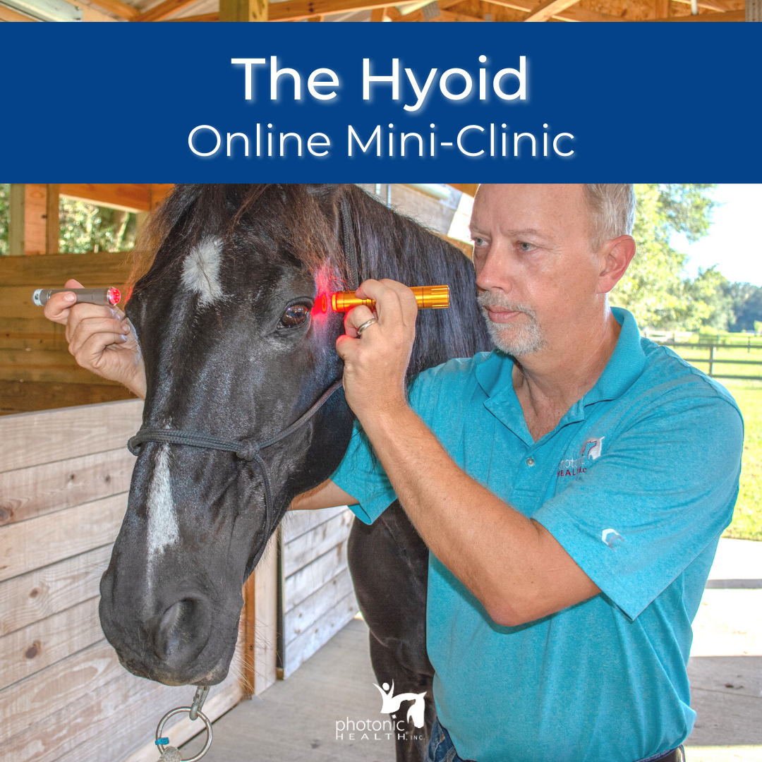 Equine Hyoid Mini-Clinic