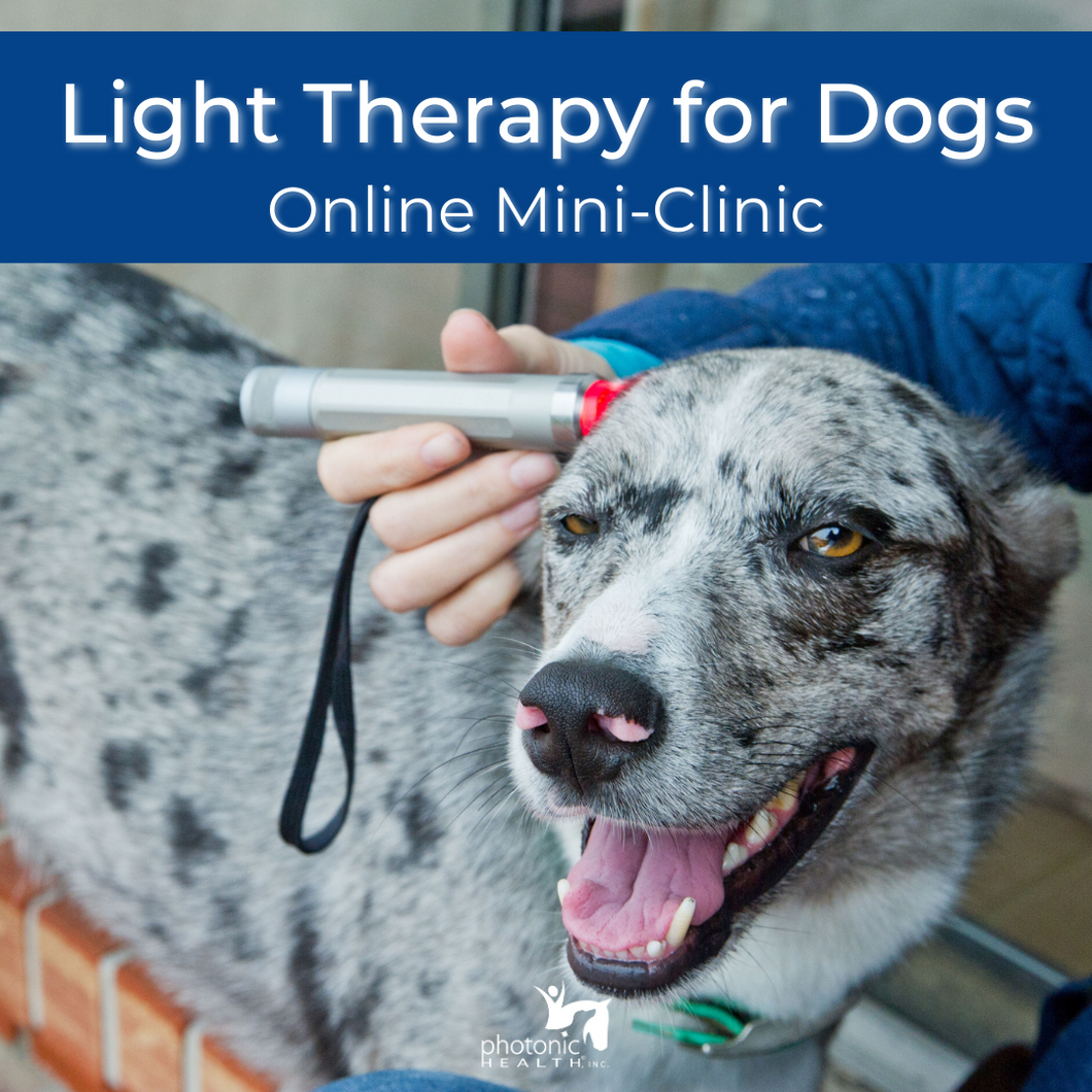 Dogs & Red Light Therapy Mini-Clinic