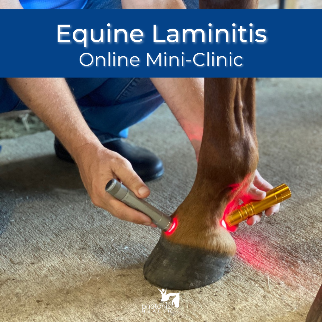 Equine Laminitis Mini-Clinic