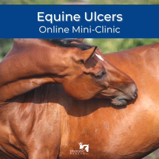 Equine Ulcers Mini-Clinic