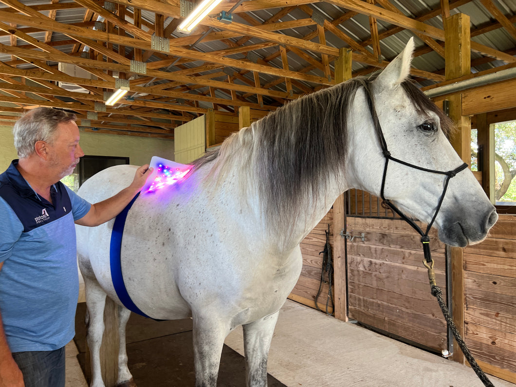 Magic Mat With Multi Light + Horse Book