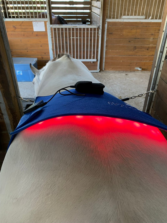 Magic Mat With Multi Light + Horse Book