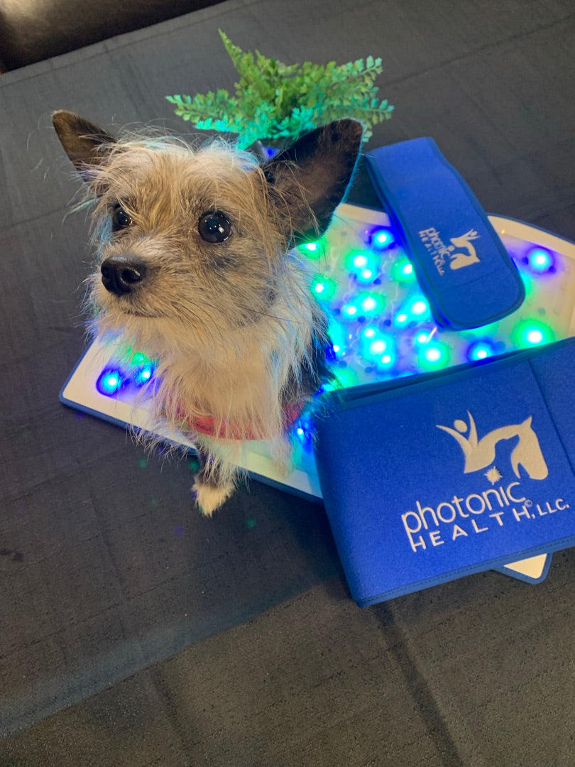 Magic Mat With Multi Light + Dog Book