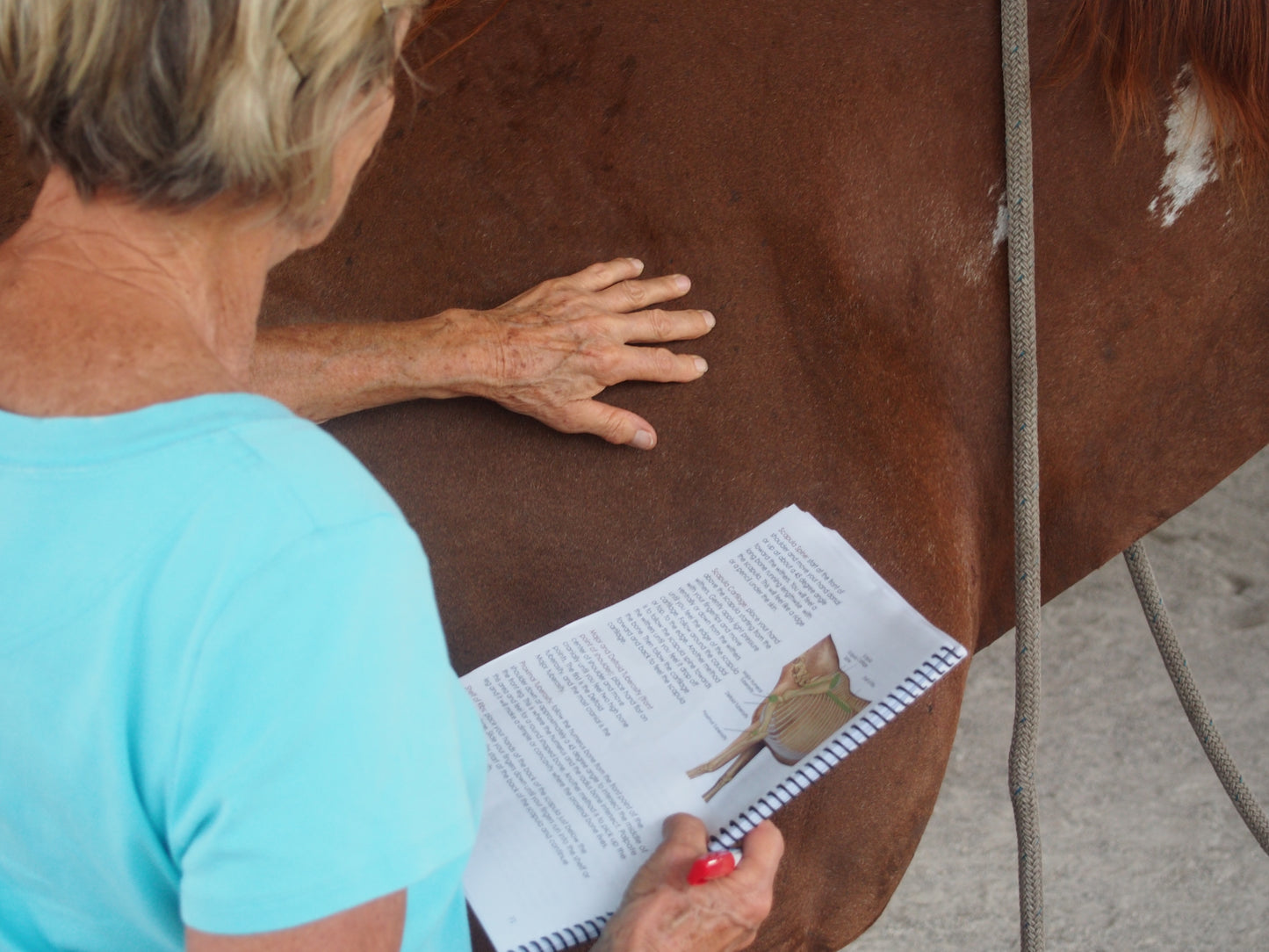 Equine Level 1 In Person