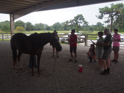 Equine Level 1 In Person