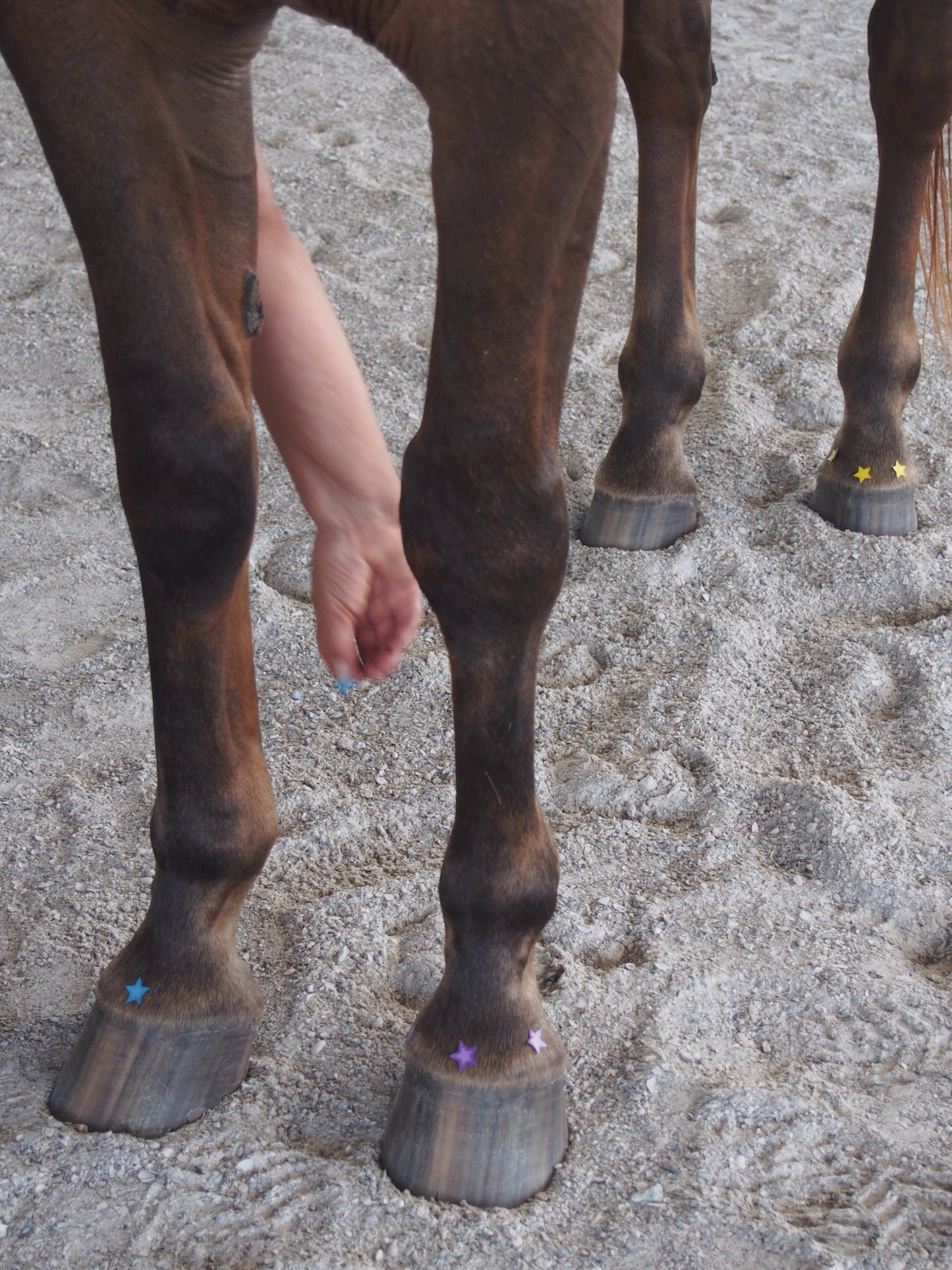 Equine Level 1 In Person