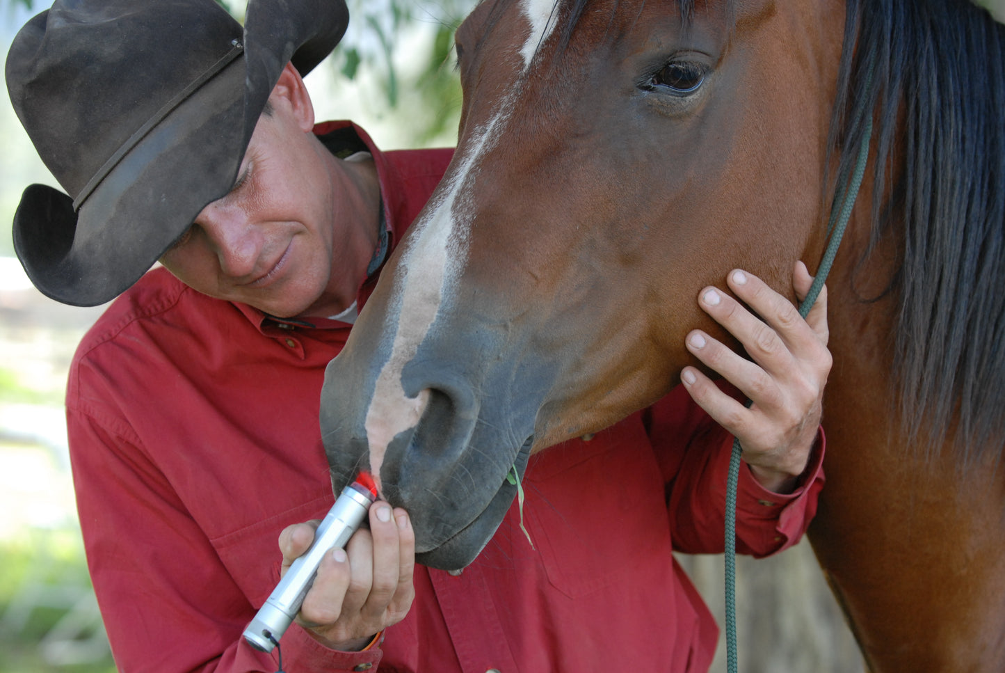Standard Light Horse & Dog Kit