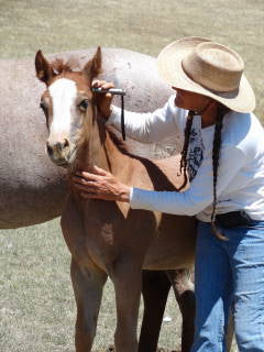 Standard Light Horse & Dog Kit