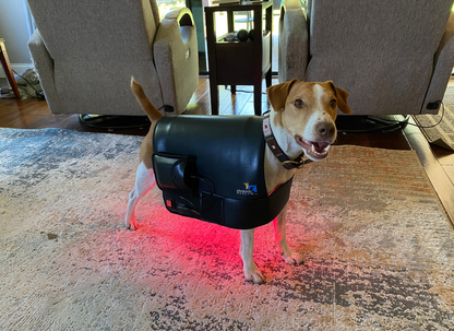 Essential Back Pad w/ Dog IVDD Course