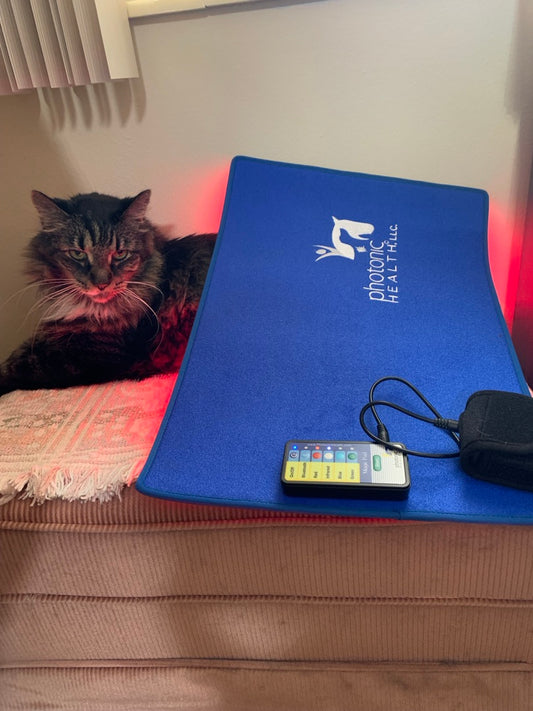 Magic Mat With Multi Light + Cat Book