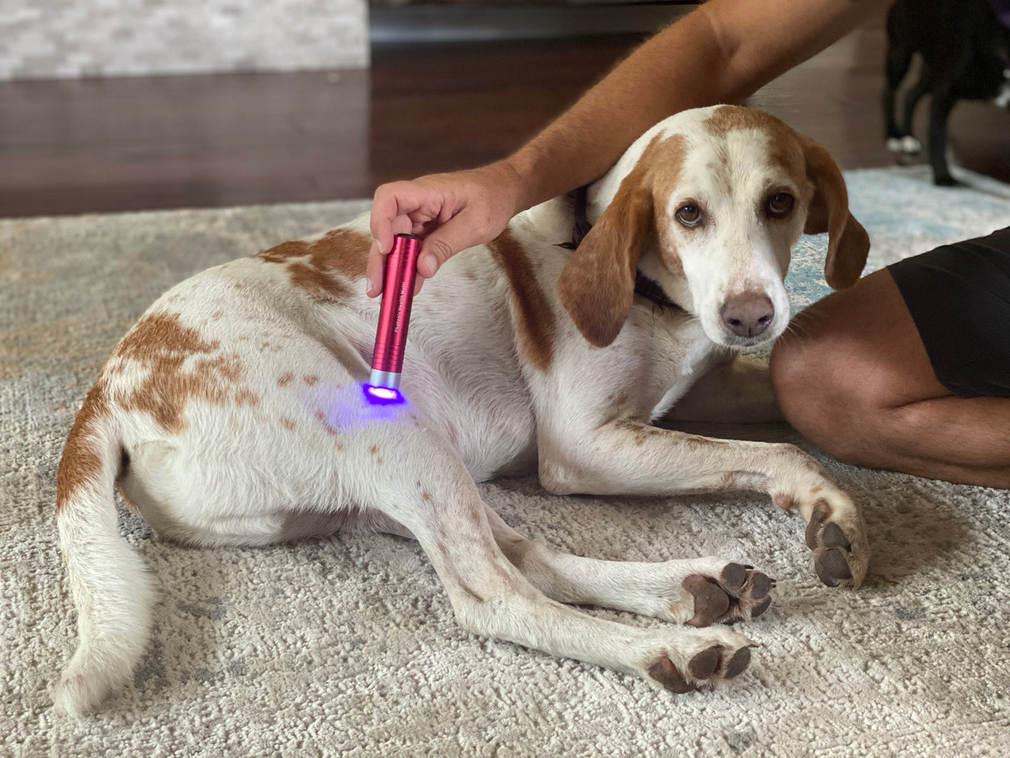 Multi Light & Dog Half-Wrap Kit