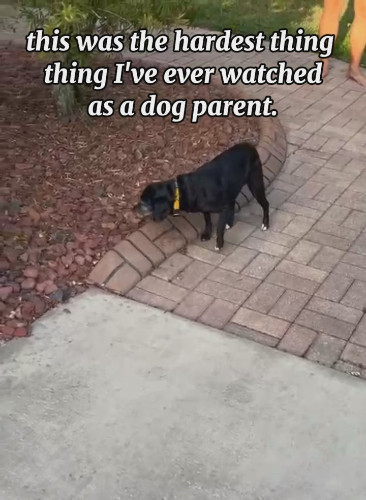 Essential Back Pad w/ Dog IVDD Course