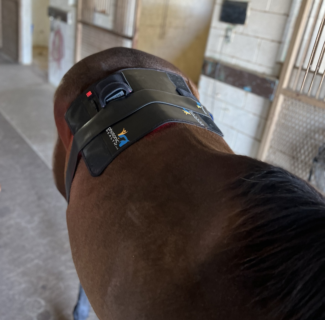 Essential Back Pad