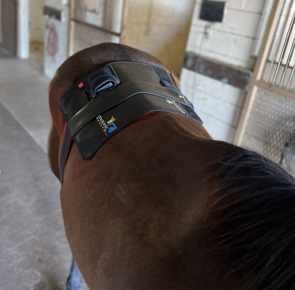 Essential Back Pad