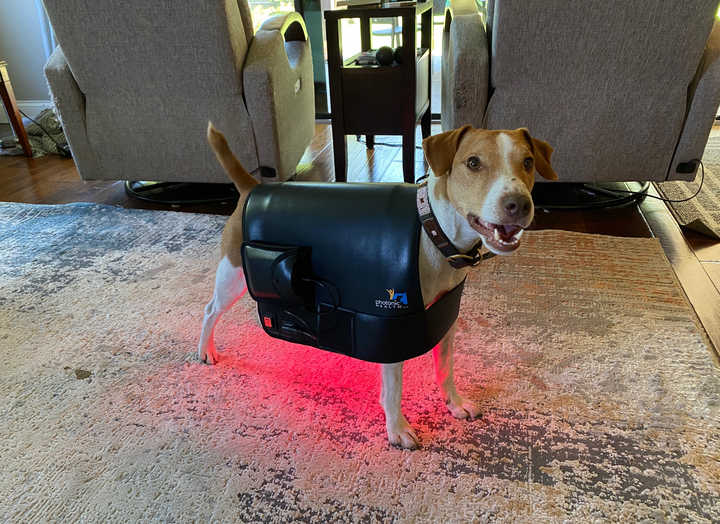 Small dog resting on a Photonic Health Essential Back Pad delivering red and near infrared light
