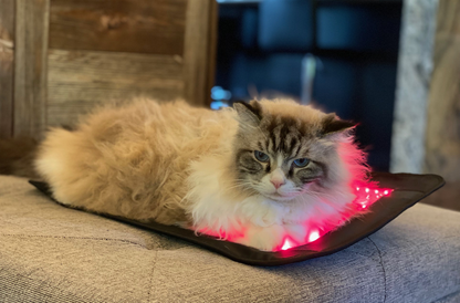 Essential Back Pad