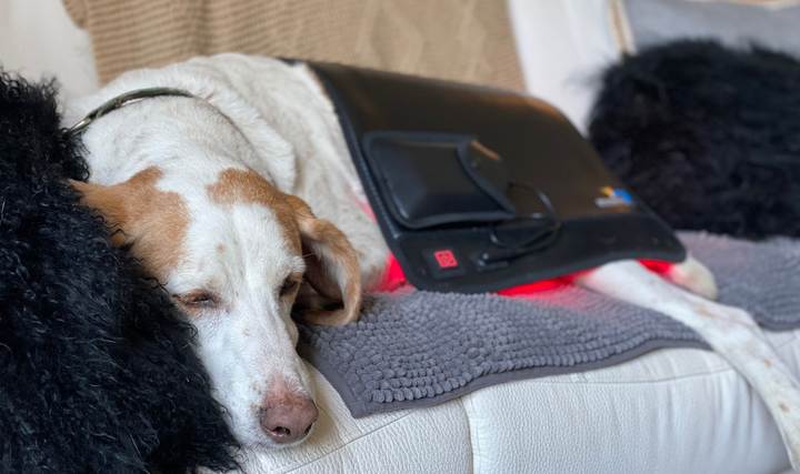Red light therapy pad laid across a dog's lower back and hips for at-home use