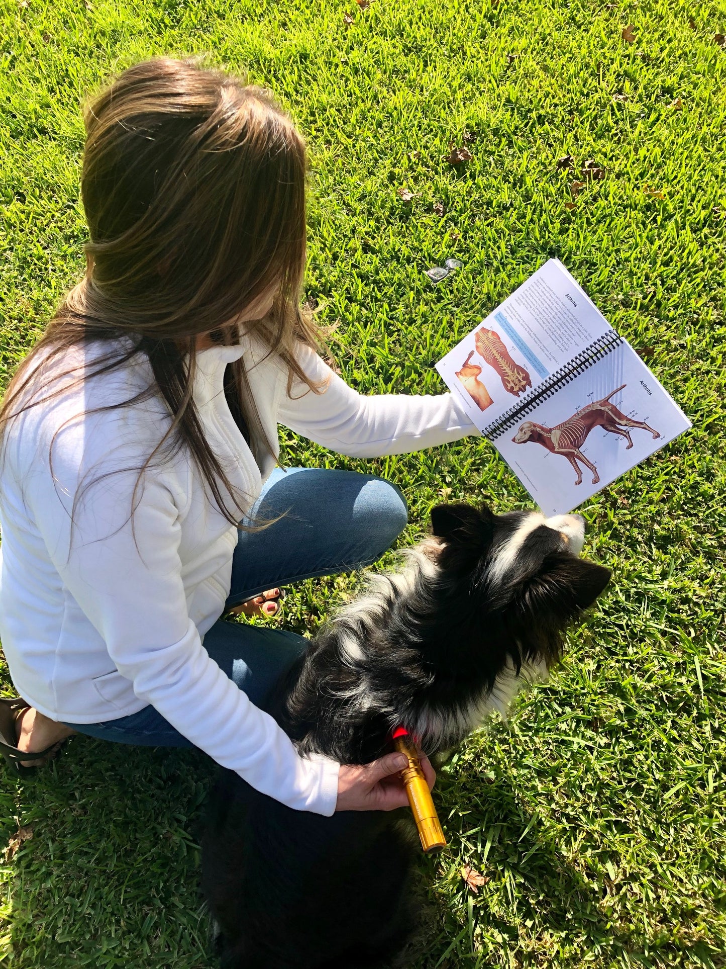 Light Therapy for Dogs Book