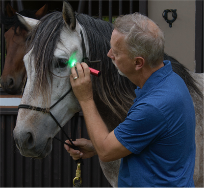 Multi-Light Horse Kit Show Special